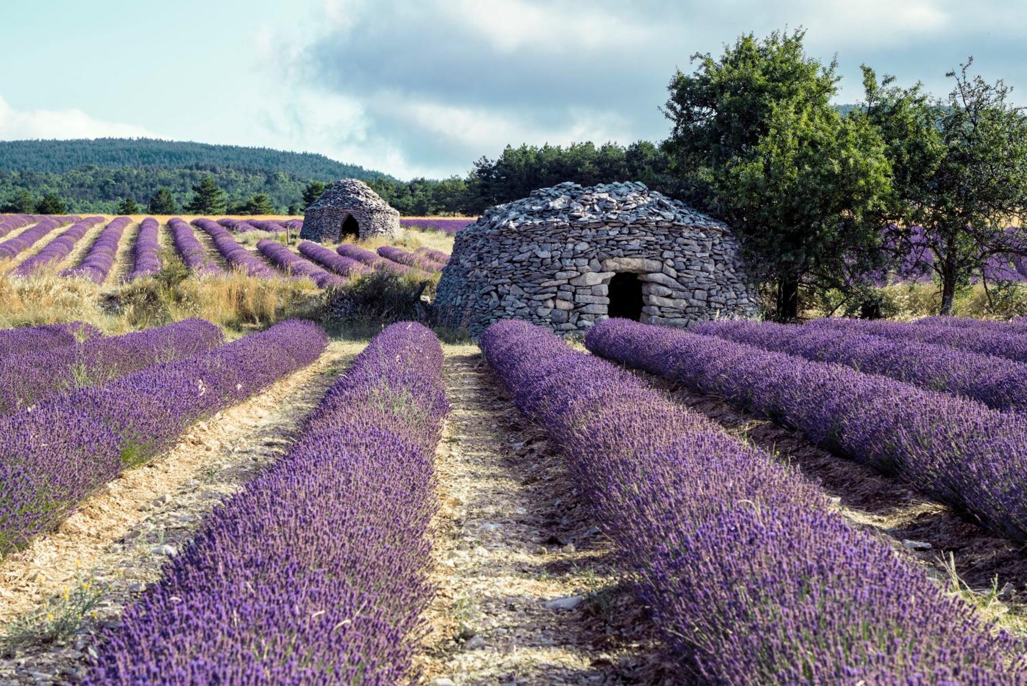 Le Cabanon Des Lavandes Entre Mont Ventoux Et Luberon Sault-de-Vaucluse Ngoại thất bức ảnh